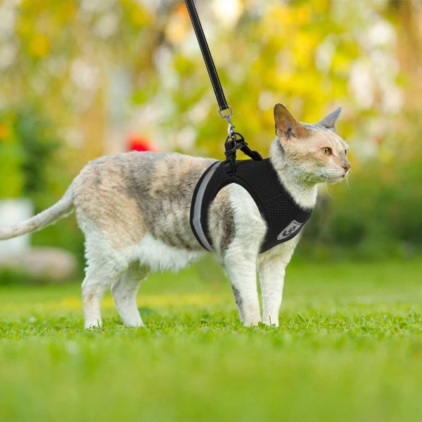 Adventure Cat Harness TheFurryPawStore